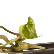 Load image into Gallery viewer, Anthurium pterodactyl hybrid x nigrolaminum &quot;Gigi&quot; variegated tissue culture plant with glossy variegated foliage
