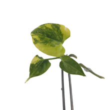 Load image into Gallery viewer, Variegated Anthurium Queen Crystallinum × Forgetti × Papillaminum with heart-shaped velvet leaves, grown from tissue culture
