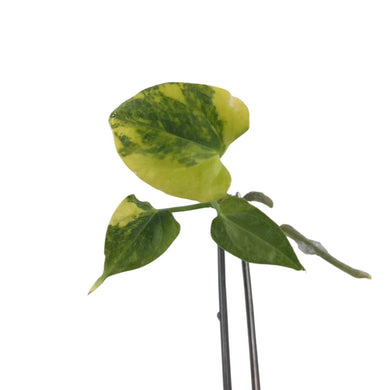 Variegated Anthurium Queen Crystallinum × Forgetti × Papillaminum with heart-shaped velvet leaves, grown from tissue culture