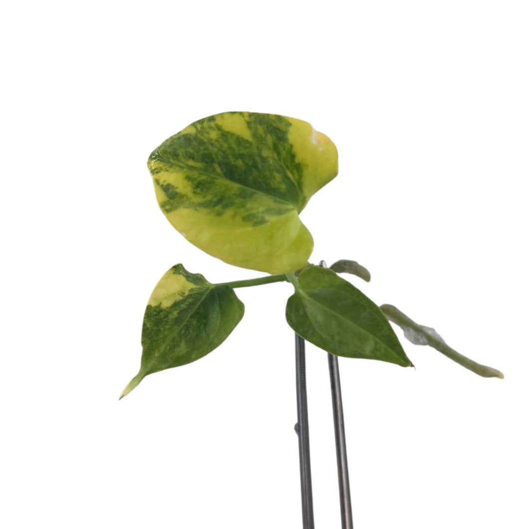 Variegated Anthurium Queen Crystallinum × Forgetti × Papillaminum with heart-shaped velvet leaves, grown from tissue culture