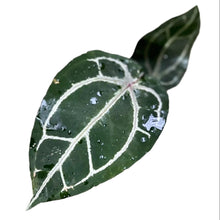 Load image into Gallery viewer, Anthurium red crystallinum with velvety red leaves and white-red veins
