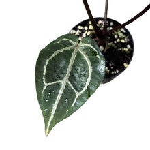 Load image into Gallery viewer, Anthurium red crystallinum with velvety red leaves and white-red veins
