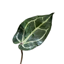 Load image into Gallery viewer, Anthurium red crystallinum with velvety red leaves and white-red veins
