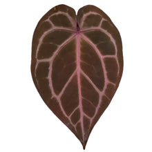 Load image into Gallery viewer, Anthurium red crystallinum with velvety red leaves and white-red veins
