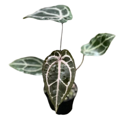 Anthurium red crystallinum with velvety red leaves and white-red veins