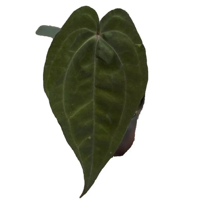 Anthurium red crystallinum x Red Vein Dark Phoenix (RVDP) with dark, velvety heart-shaped leaves and red venation.