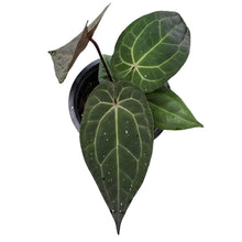 Load image into Gallery viewer, Anthurium red crystallinum x Red Vein Dark Phoenix (RVDP) with dark, velvety heart-shaped leaves and red venation.
