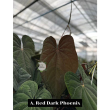 Load image into Gallery viewer, Anthurium dressleri x red dark phoenix (seedling)
