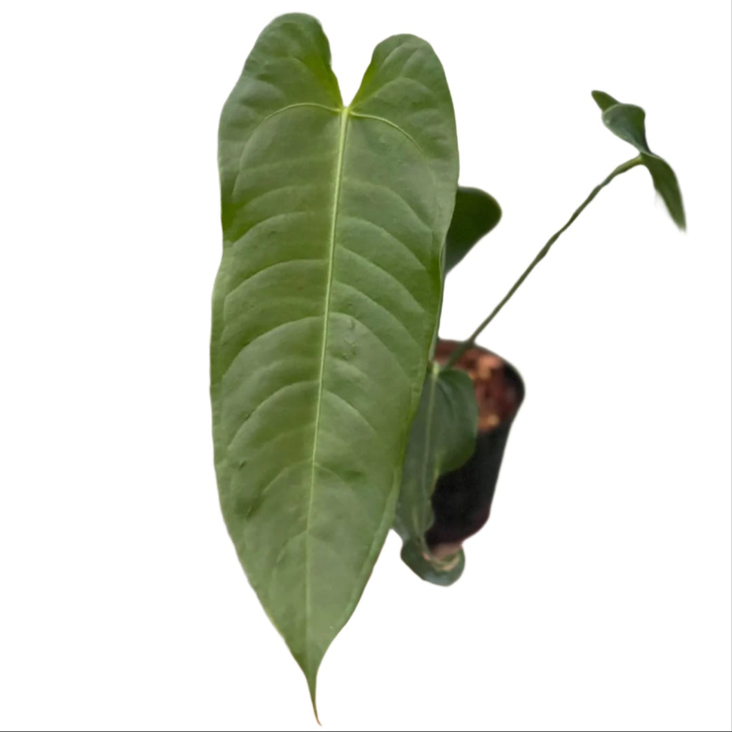 Anthurium warocqueanum x veitchii hybrid with long, ribbed green leaf
