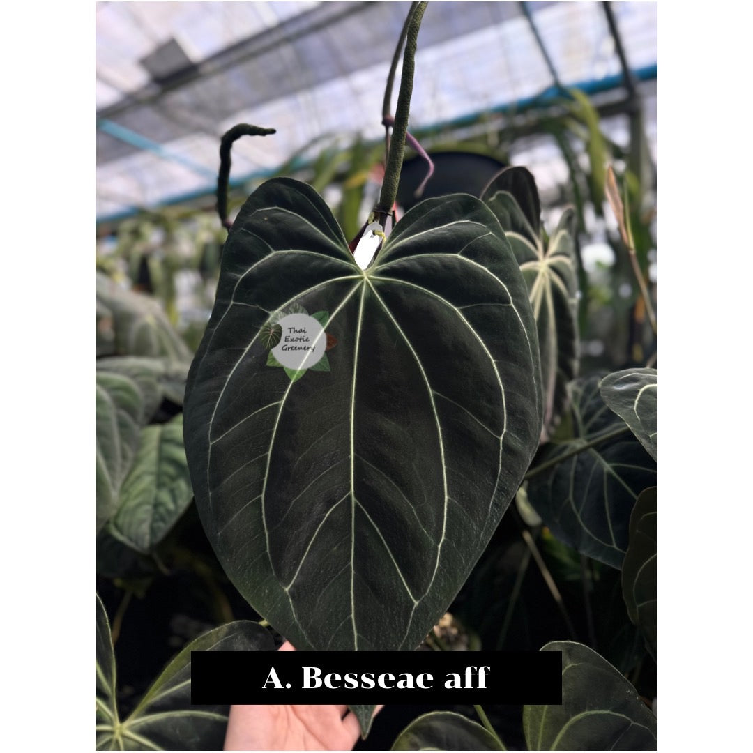 Anthurium luxurians x besseae aff (seedling)