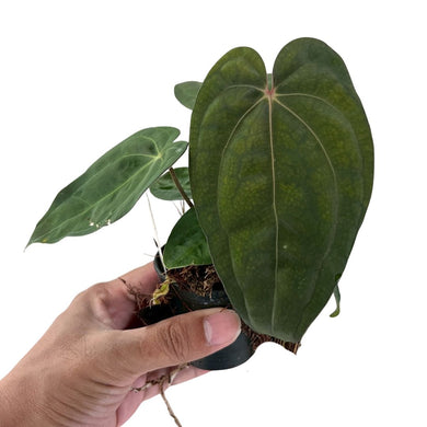 Close-up of Anthurium carlablackiae x red vein dark phoenix showing velvety green foliage with distinct red veining, held in hand against a white background.