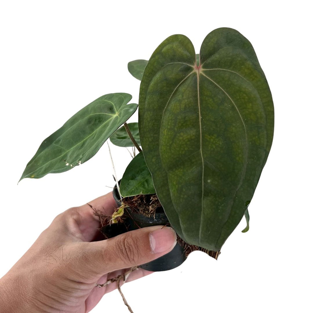 Close-up of Anthurium carlablackiae x red vein dark phoenix showing velvety green foliage with distinct red veining, held in hand against a white background.