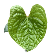 Load image into Gallery viewer, Seed-grown Anthurium luxurians with deeply bullate, quilted green leaves and compact growth habit.
