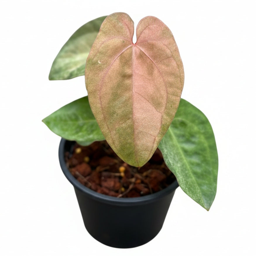 Anthurium Papillilaminum Hybrid Pink Mint Variegated - TEG