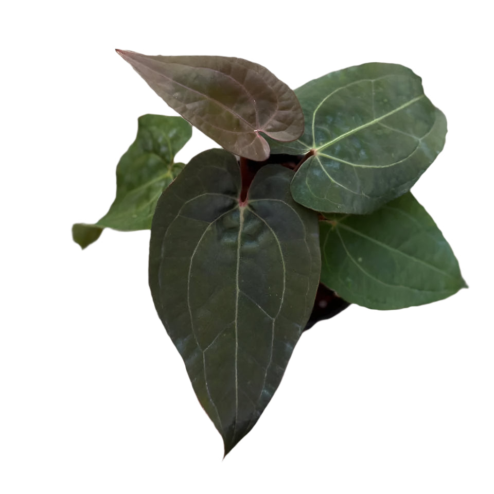 Anthurium (Zara x Michelle) x Red Vein Dark Phoenix (RVDP)