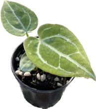 Load image into Gallery viewer, Anthurium Crystallinum (seedling)
