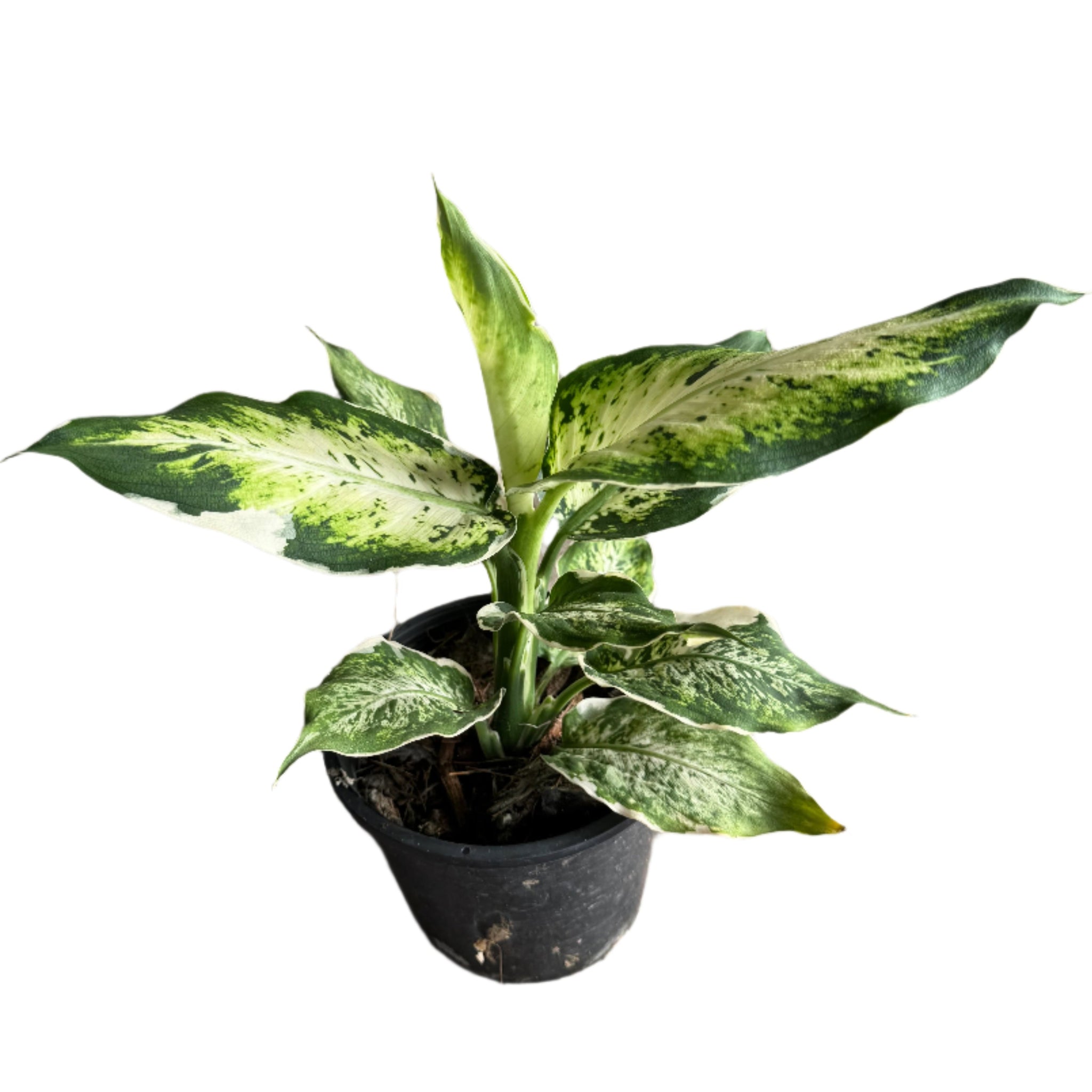 Dieffenbachia Variegated Spp. – TEG