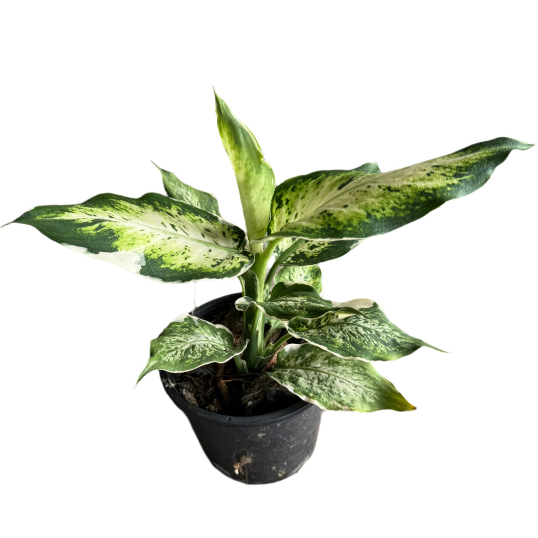 Dieffenbachia variegated plant with cream and green marbled leaves in a black nursery pot