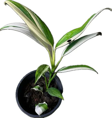 Epipremnum amplissimum silver streak albo with elongated green leaves and striking white variegation in a black pot.