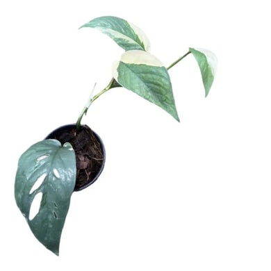 Epipremnum cebu blue albo variegated with silvery-blue and creamy white marbled leaves in a black pot