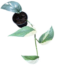 Load image into Gallery viewer, Epipremnum cebu blue albo variegated with silvery-blue and creamy white marbled leaves in a black pot
