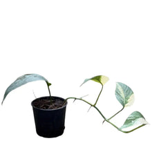 Load image into Gallery viewer, Epipremnum cebu blue albo variegated with silvery-blue and creamy white marbled leaves in a black pot
