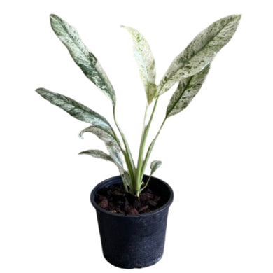 Epipremnum giganteum marble variegated with elongated white and green marbled leaves in a black nursery pot.
