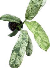 Load image into Gallery viewer, Epipremnum giganteum marble variegated with elongated white and green marbled leaves in a black nursery pot.

