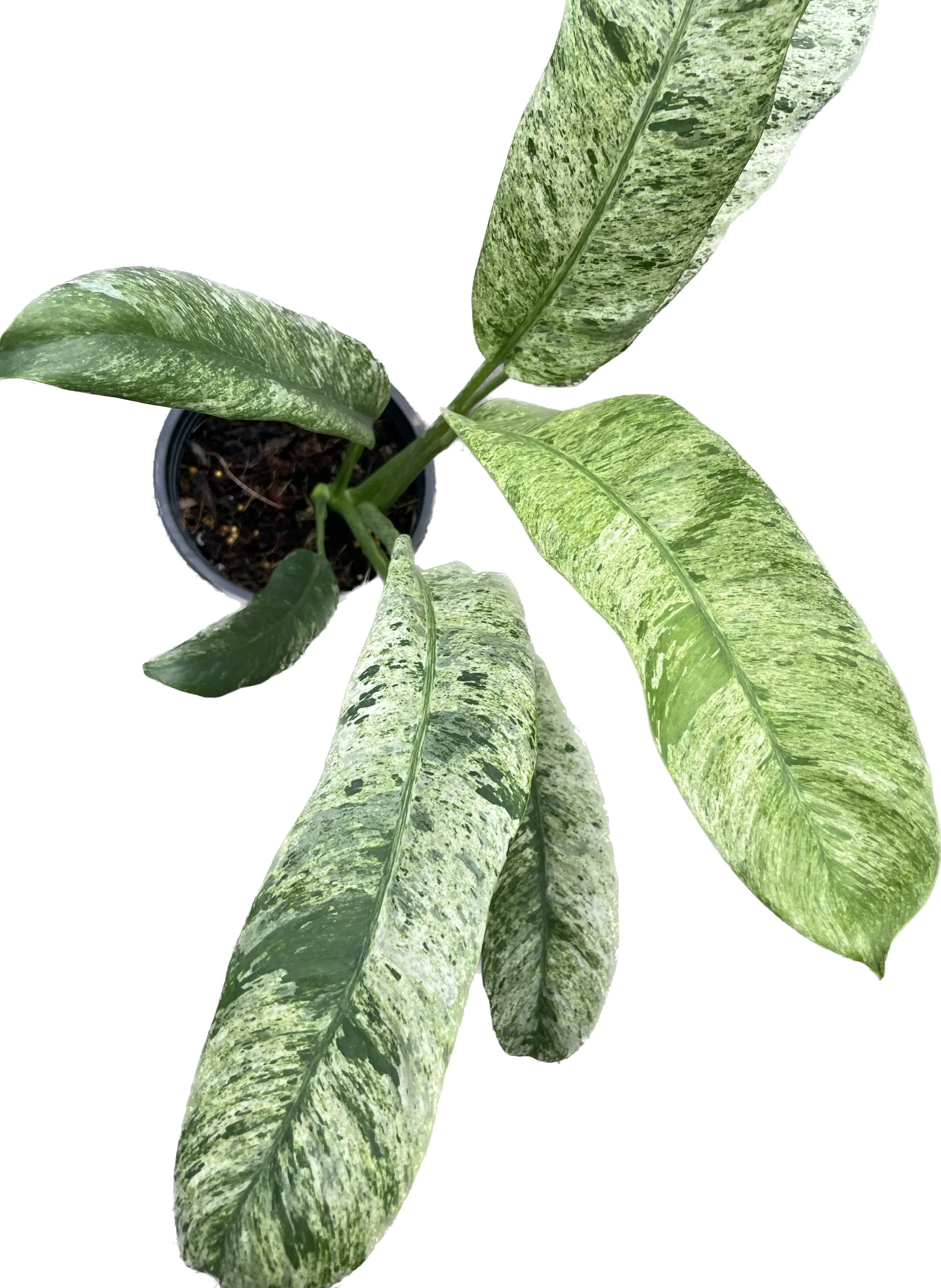 Epipremnum Giganteum Marble Variegated Plant