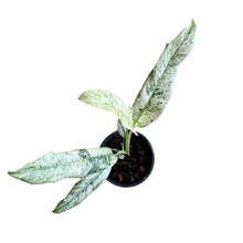 Load image into Gallery viewer, Epipremnum giganteum marble variegated with elongated white and green marbled leaves in a black nursery pot.
