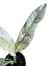 Load image into Gallery viewer, Epipremnum giganteum marble variegated with elongated white and green marbled leaves in a black nursery pot.

