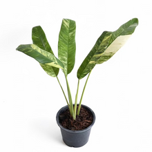 Load image into Gallery viewer, Epipremnum giganteum tricolor with elongated green leaves and cream-yellow variegation in a pot 
