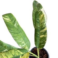 Load image into Gallery viewer, Epipremnum giganteum tricolor with elongated green leaves and cream-yellow variegation in a pot 
