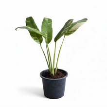 Load image into Gallery viewer, Epipremnum giganteum tricolor with elongated green leaves and cream-yellow variegation in a pot 
