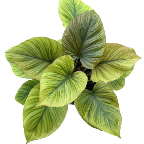 Homalomena Amber Sunset with large, heart-shaped leaves in amber and green tones