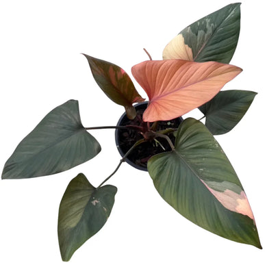 Homalomena Pink Diamond plant with variegated pink and green heart-shaped leaves in a pot
