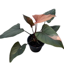 Load image into Gallery viewer, Homalomena Pink Diamond plant with variegated pink and green heart-shaped leaves in a pot
