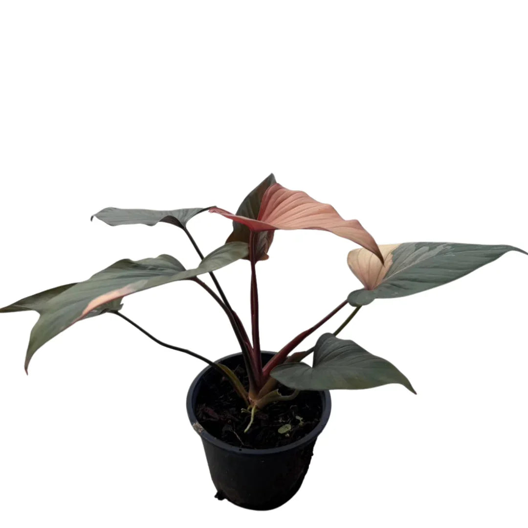 monsera plant Monstera Delicioso - Swiss Cheese Plant - Overall Height 24