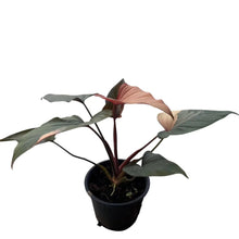 Load image into Gallery viewer, Homalomena Pink Diamond plant with variegated pink and green heart-shaped leaves in a pot

