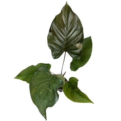 Homalomena Scarlet Sunset plant with broad, glossy green heart-shaped leaves and subtle scarlet variegation, displayed in a nursery pot.
