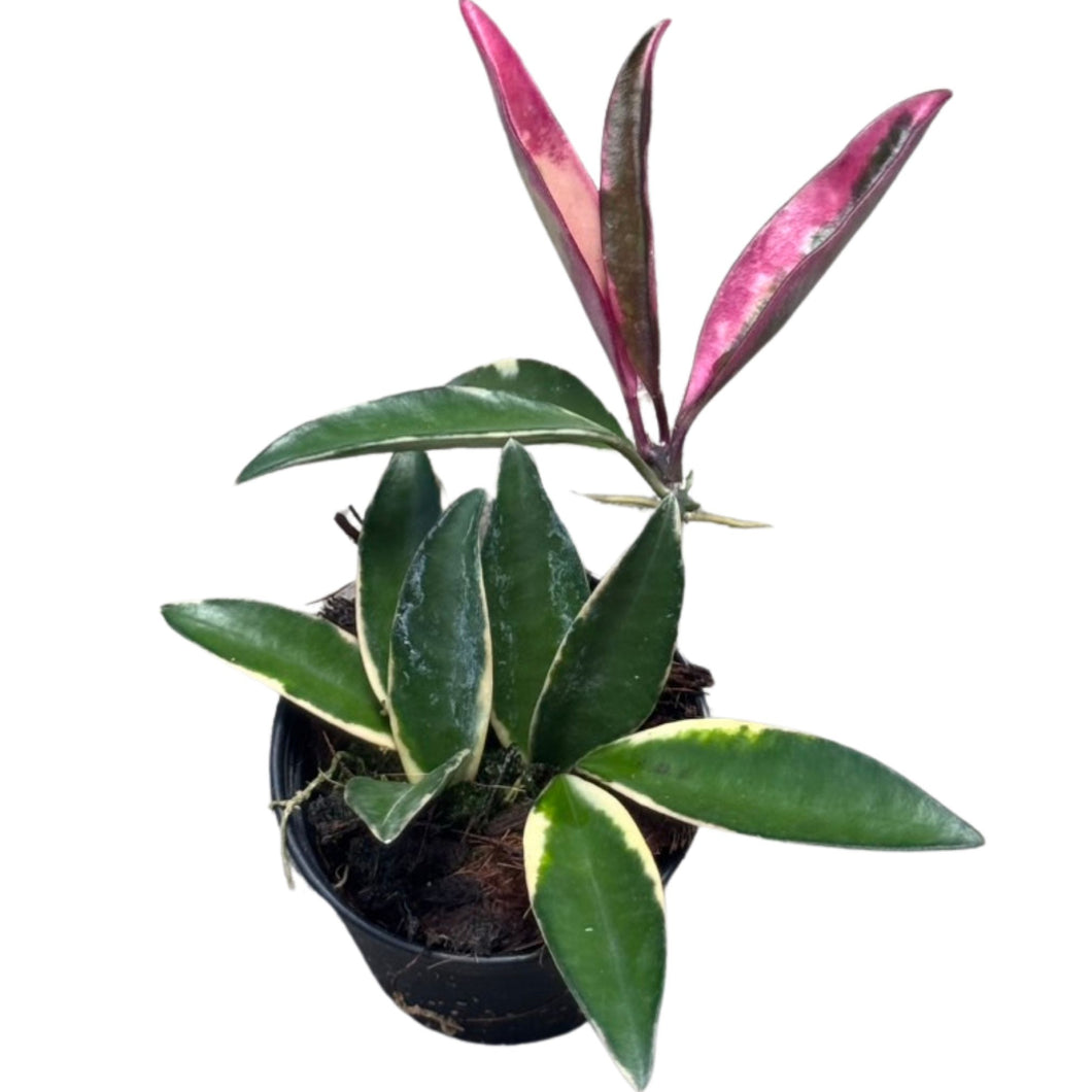 Hoya Lori Lyn plant with green, cream-variegated leaves and bright pink new growth