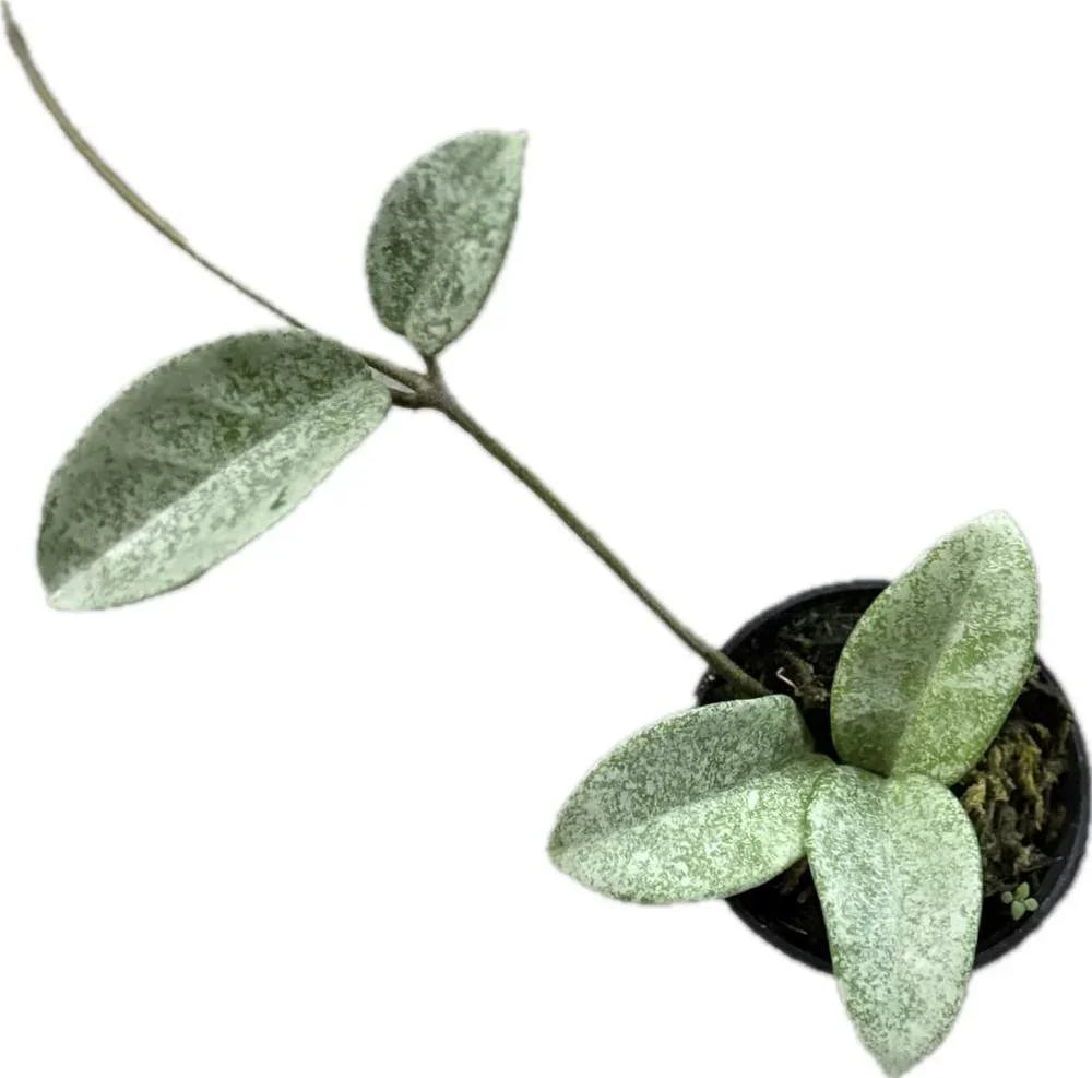 Hoya Nova Ghost with silver-marbled leaves in a small pot