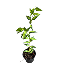 Load image into Gallery viewer, Hoya bella Luis Bois with narrow, green leaves and creamy white variegation in a black pot
