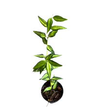 Load image into Gallery viewer, Hoya bella Luis Bois with narrow, green leaves and creamy white variegation in a black pot
