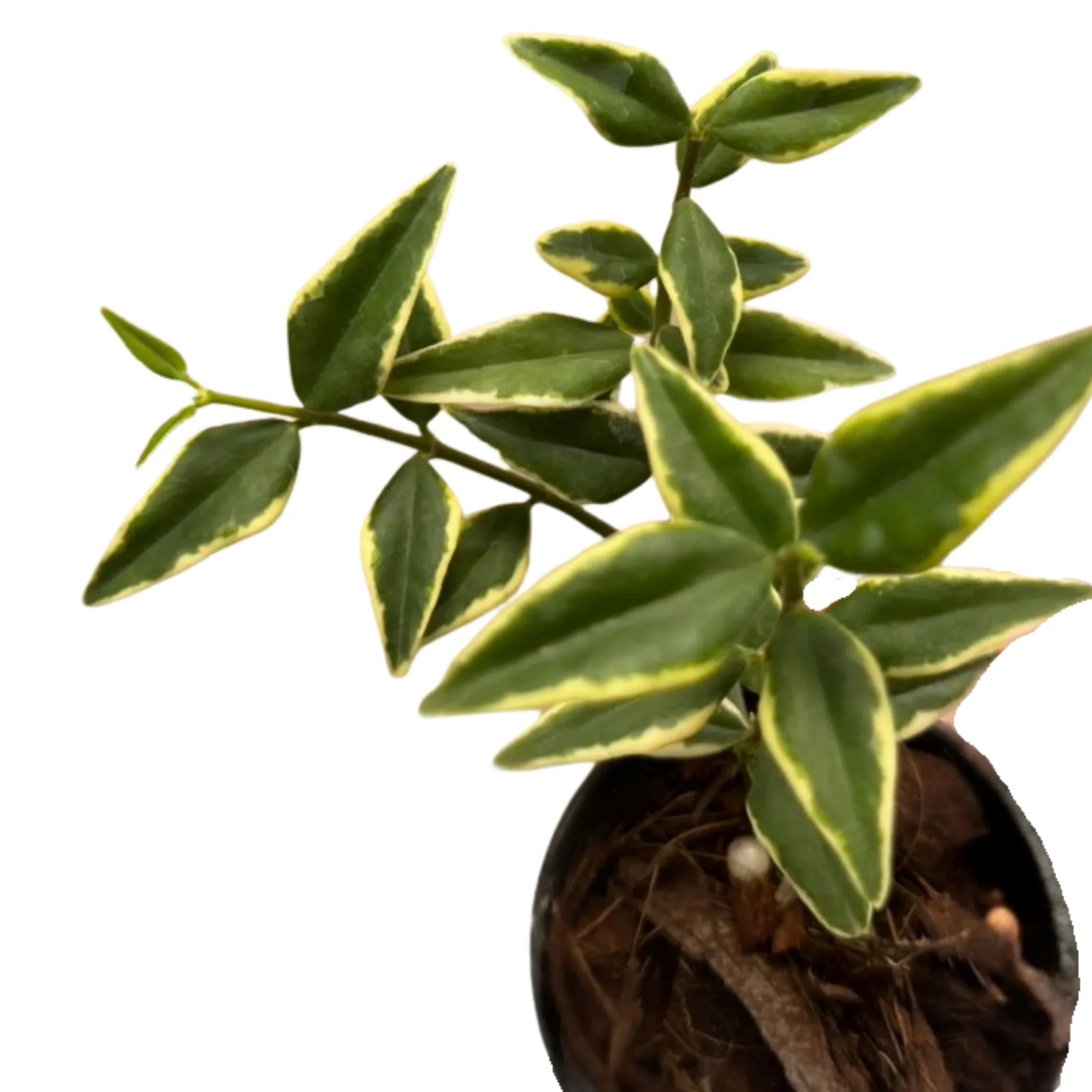 bella plant Hoya bella 'outer' variegated – Thai Exotic Greenery