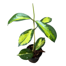 Load image into Gallery viewer, Hoya diversifolia Maharani variegated with yellow-centered, green-edged glossy leaves in a black pot
