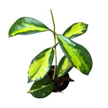 Load image into Gallery viewer, Hoya diversifolia Maharani variegated with yellow-centered, green-edged glossy leaves in a black pot
