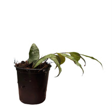 Load image into Gallery viewer, Hoya ignorata young plant with green lance-shaped leaves in a black pot 
