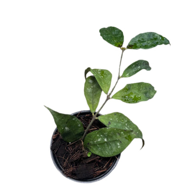 Hoya ignorata young plant with green lance-shaped leaves in a black pot 