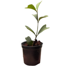 Load image into Gallery viewer, Hoya manipurensis with matte green, heart-shaped leaves in a small black pot
